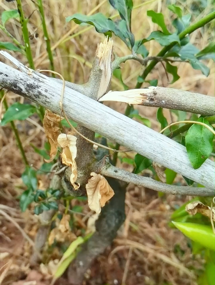 我们来看看老鸦柿梦之雫的生命力有多顽强剩一张皮还活着