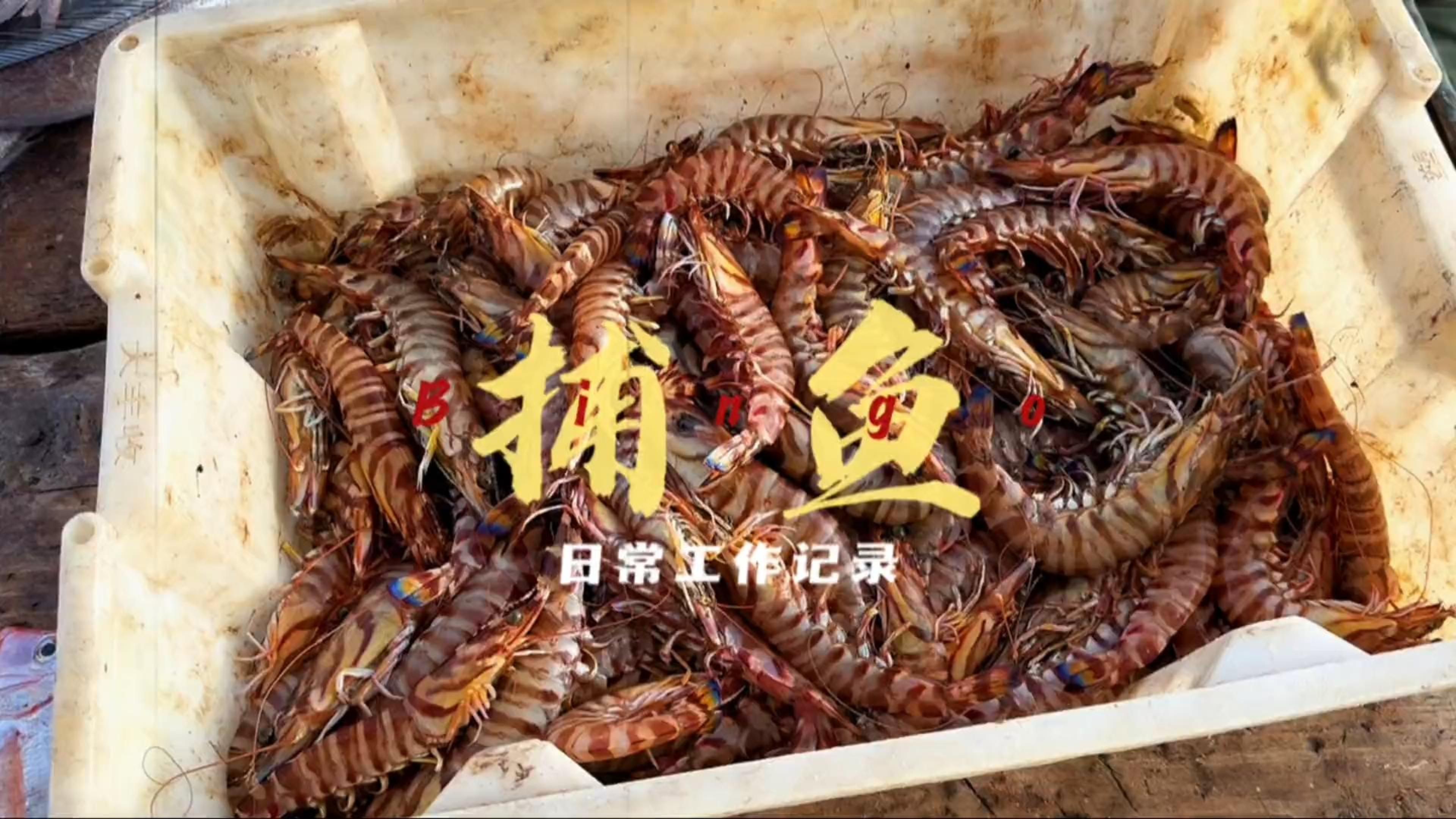 代替大家体验一把九节虾抓到爽是什么感觉