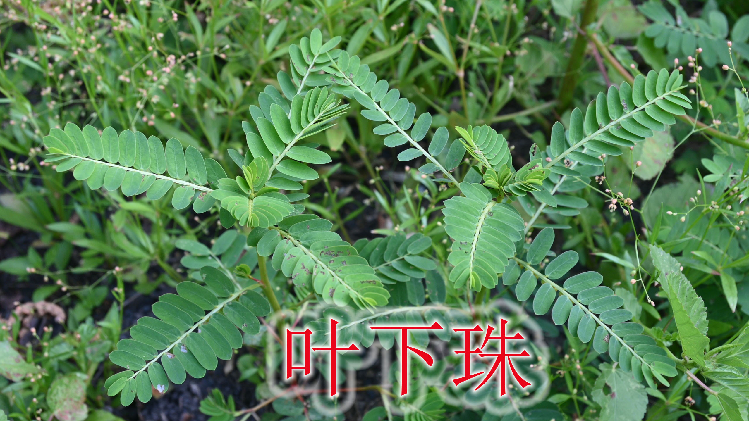 中草药凉茶“叶下珠”,拔一些回去煮水喝,大家知道有哪些好处?