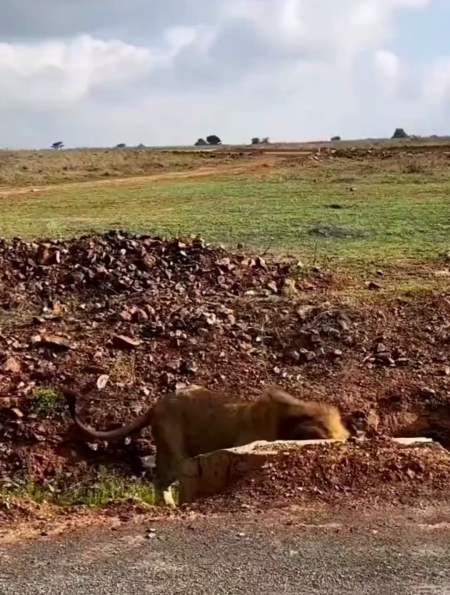 雄狮:完了,家里母老虎又生气了-度小视