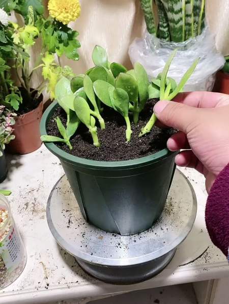 花卉绿植养花 玉树枝干这样扦插成活率高生根快!-度小视