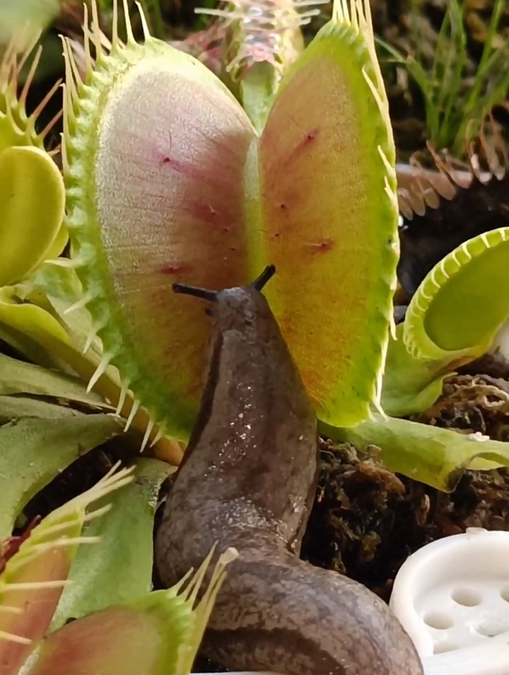新奇植物捕蝇草猪笼草之:好大好肥,好恐怖