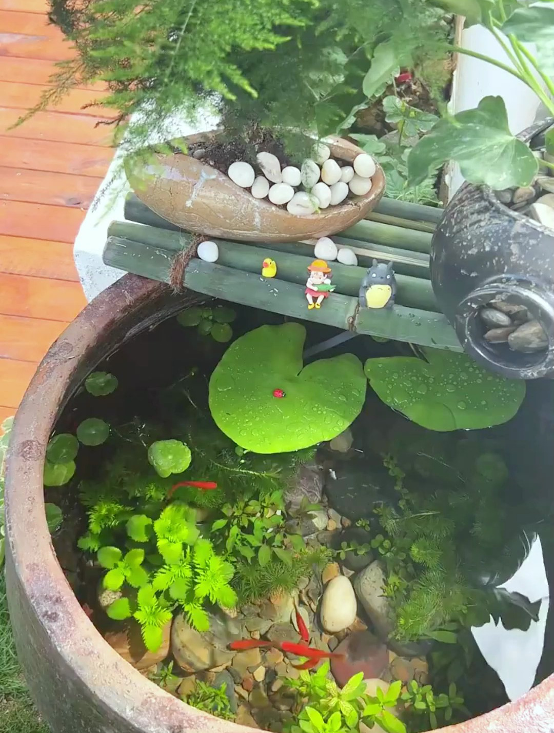 新手古法养鱼怎么开缸?今天教程来了!(含教程,清单)