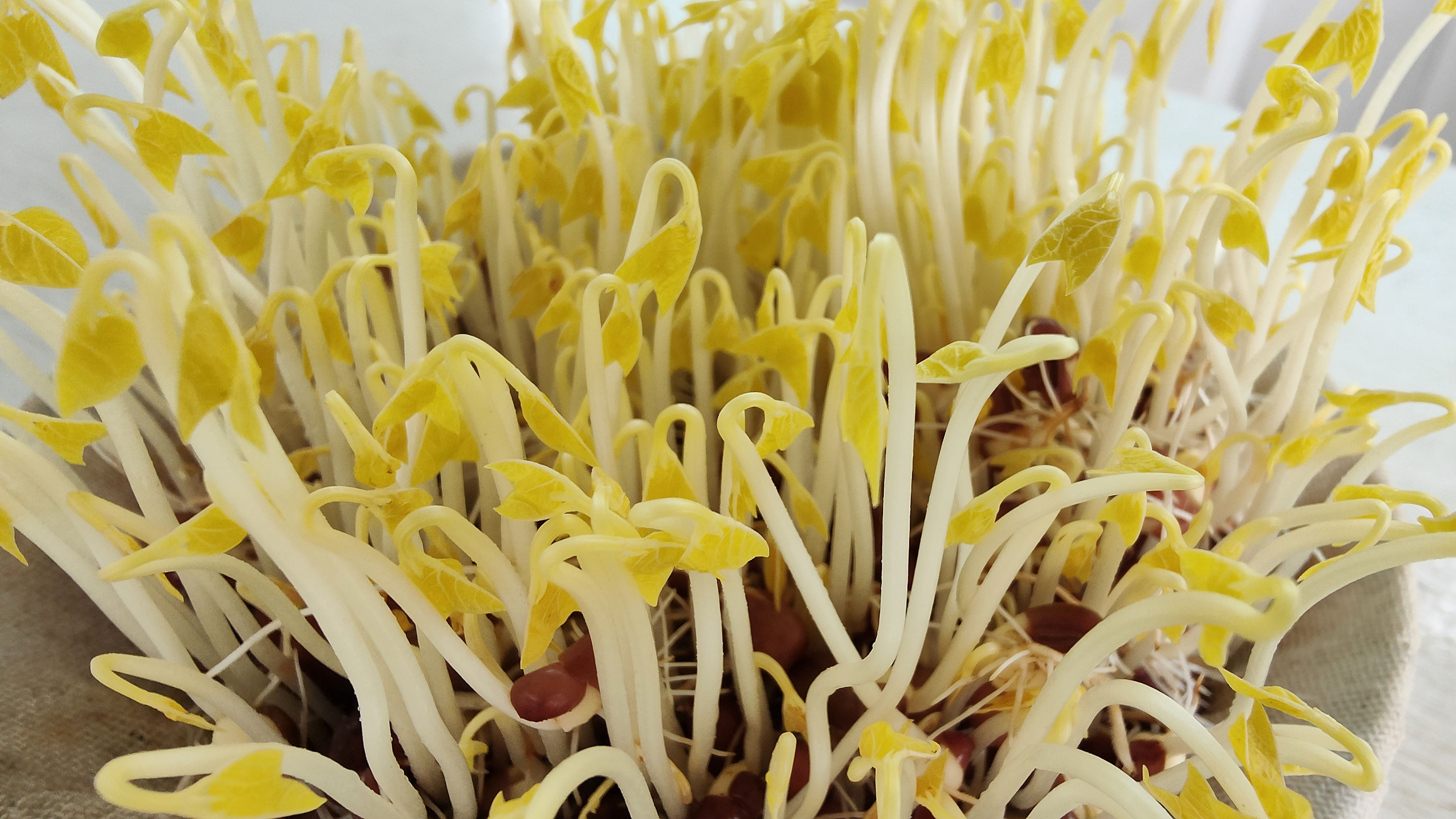 红豆发芽有技巧,做好这几点,在家或办公室都可以制作