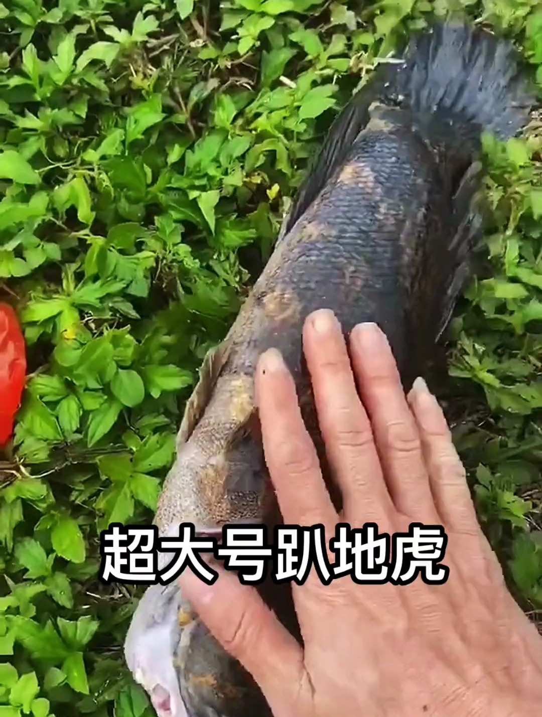 釣到超大號趴地虎!