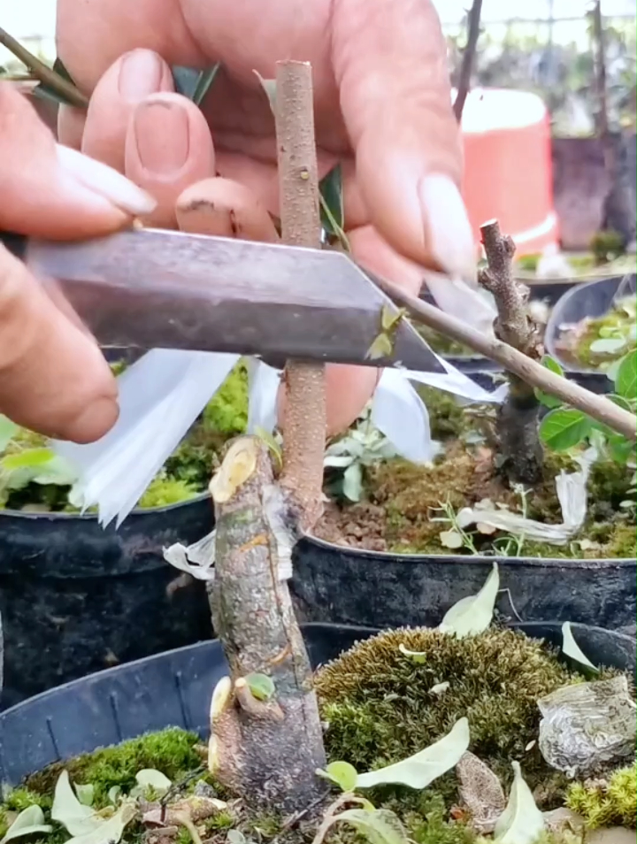 老鸦柿秋季嫁接已经开始了,一看就会的嫁接方法,看这里!