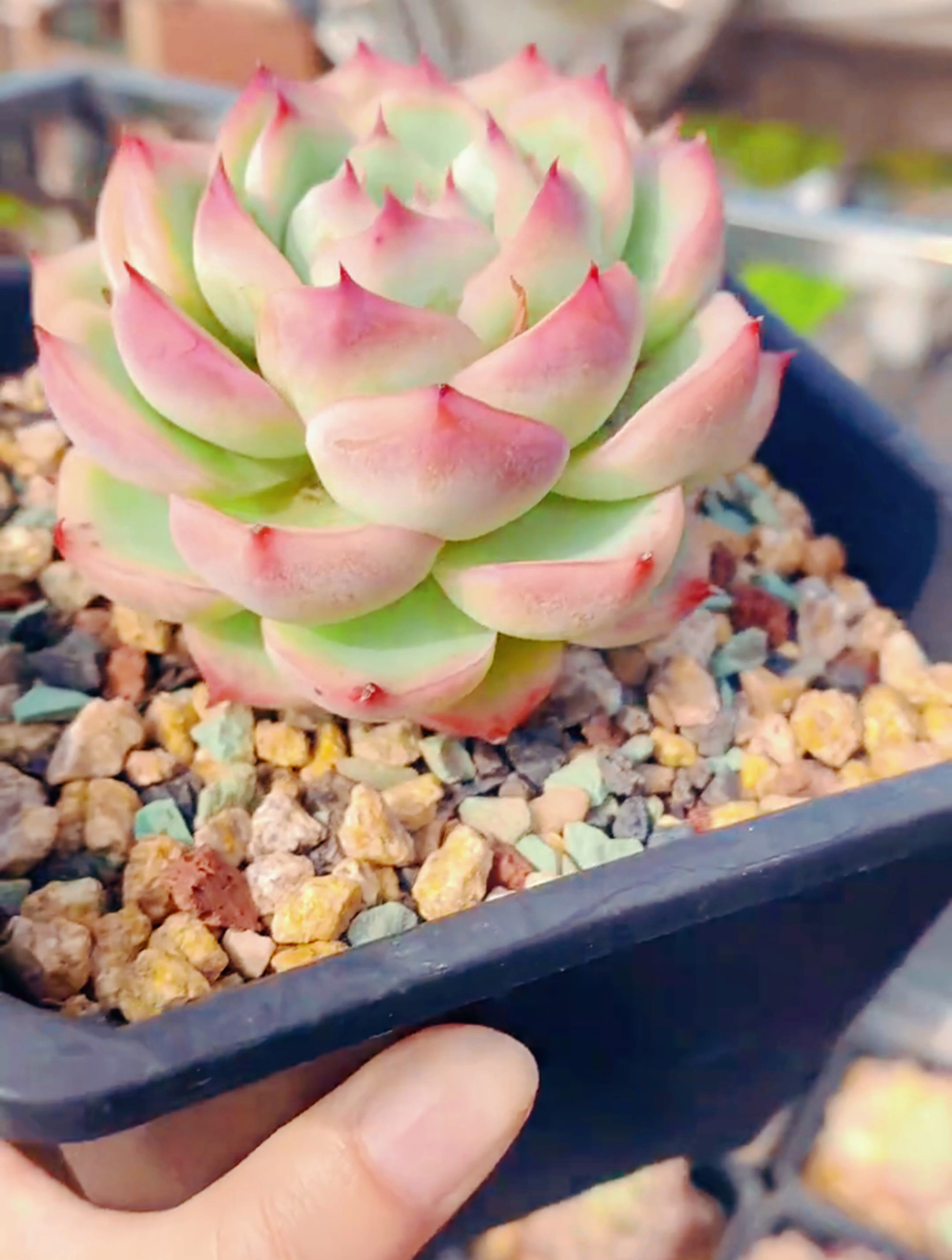 侧影,褪色快,上色也快,经典款多肉