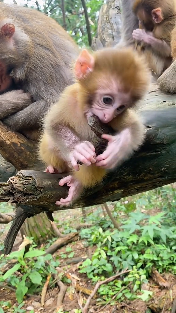 好可爱的猴宝宝