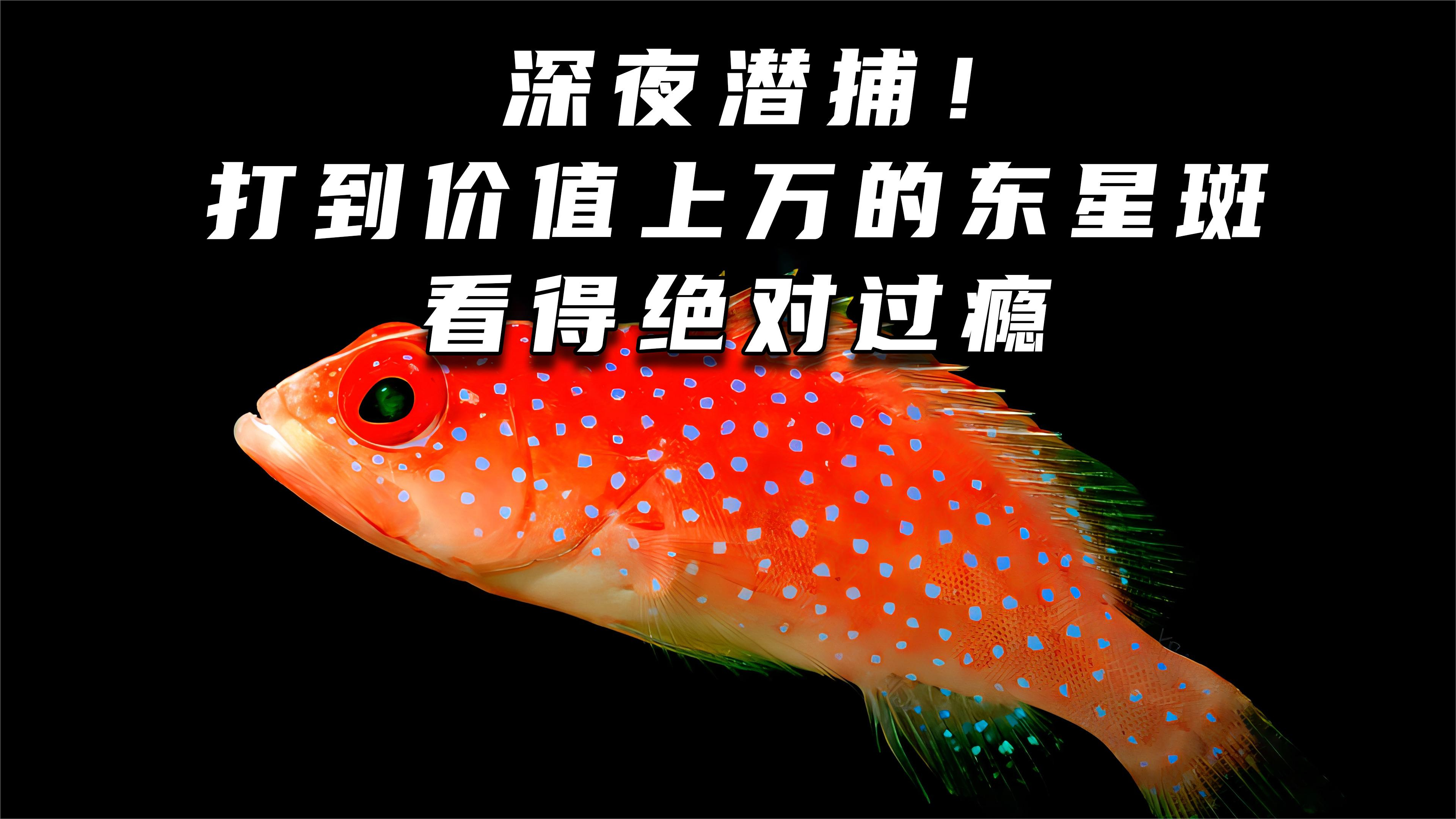 深夜潜捕收获上万东星斑,看得绝对过瘾!户外赶海抓海鲜