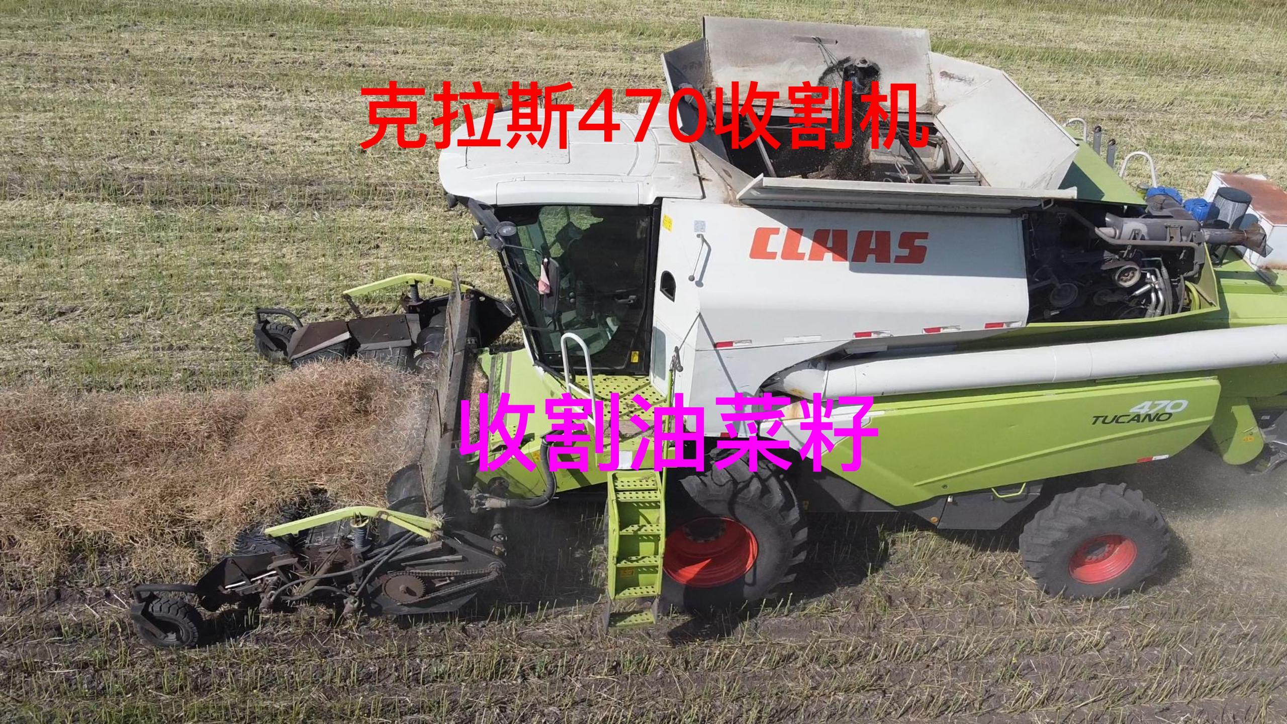 克拉斯470收割机内蒙收获油菜籽,公认小粒作物收割王者不是吹的