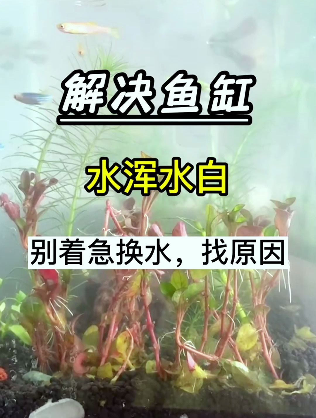 土办法浑水变清水图片