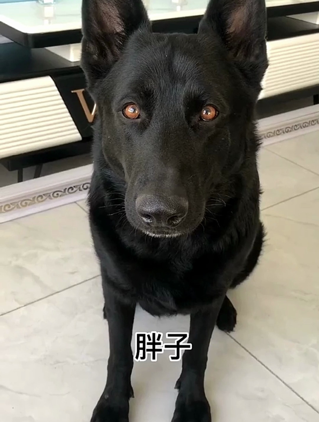 克瑞娜犬图片