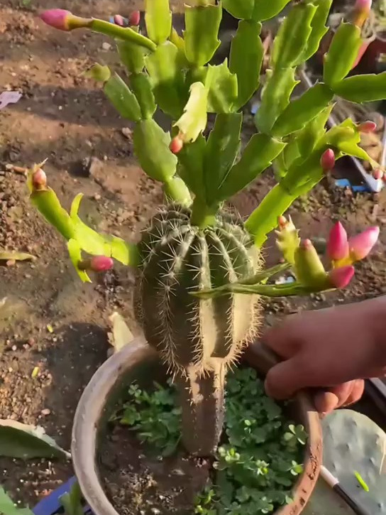 仙人球嫁接蟹爪兰,观赏价值高