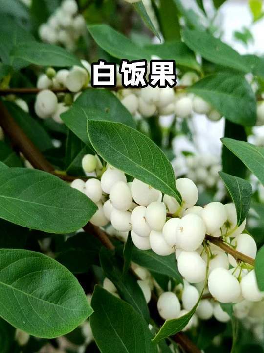 这个就是白饭果,乡村喜生长在河边的一种野果