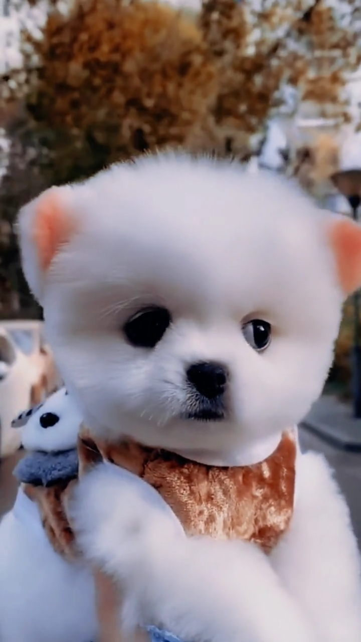 呆萌可爱的茶杯犬你喜欢吗