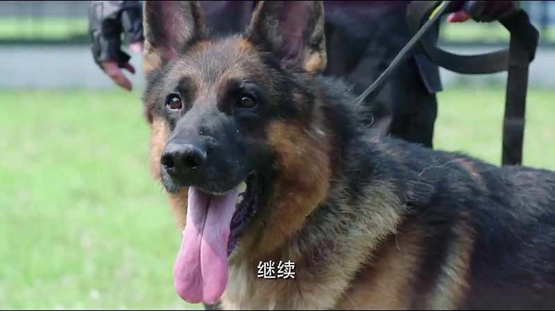 警花与警犬天狼重回巅峰可以作战可是出任务却没带它失望了