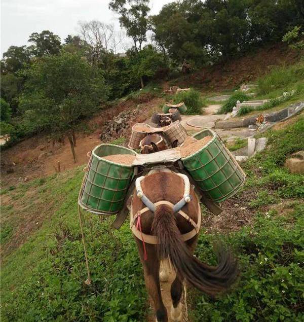 济宁骡子运输队