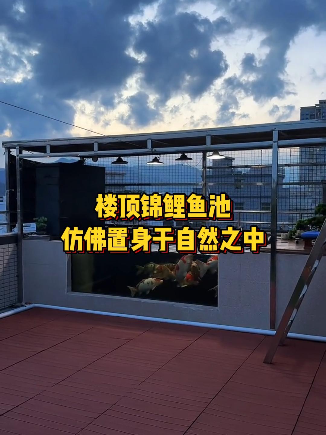 在楼顶打造一个锦鲤鱼池,体验人与自然的和谐共生
