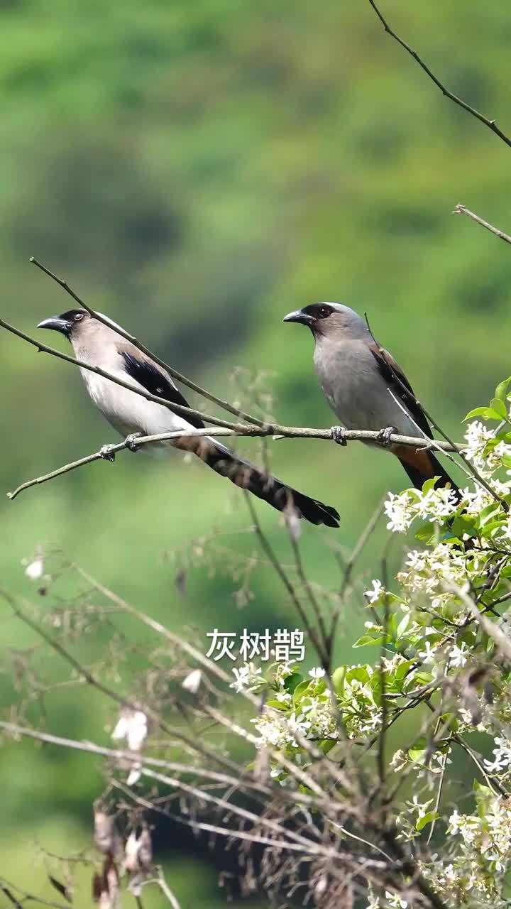 天目鸟痴 灰树鹊嗓门大 叫声响彻山谷-度小视