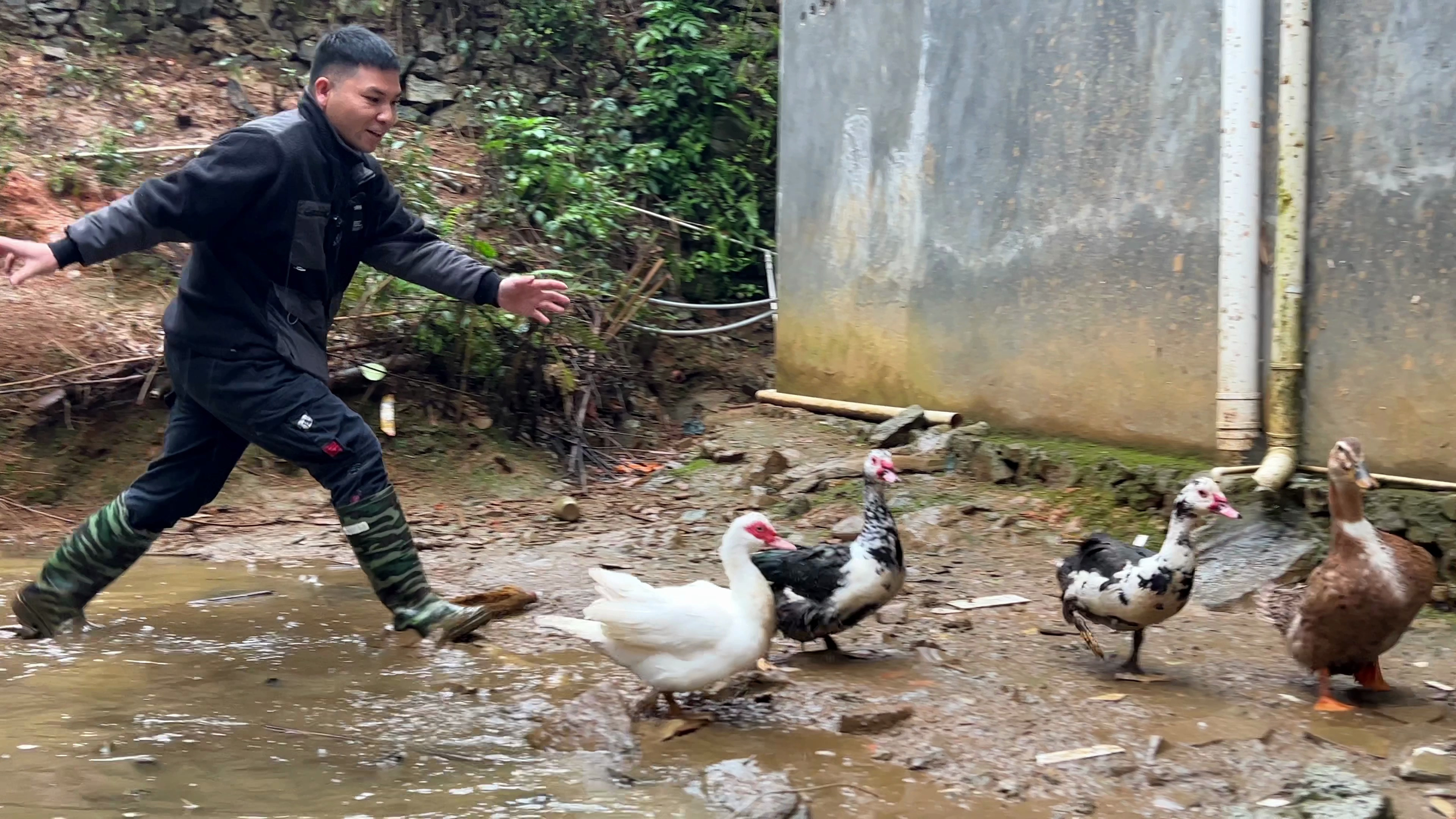 45元1斤的洋鸭到底有多好吃?趁阿叔不在家才下手,味道美极了