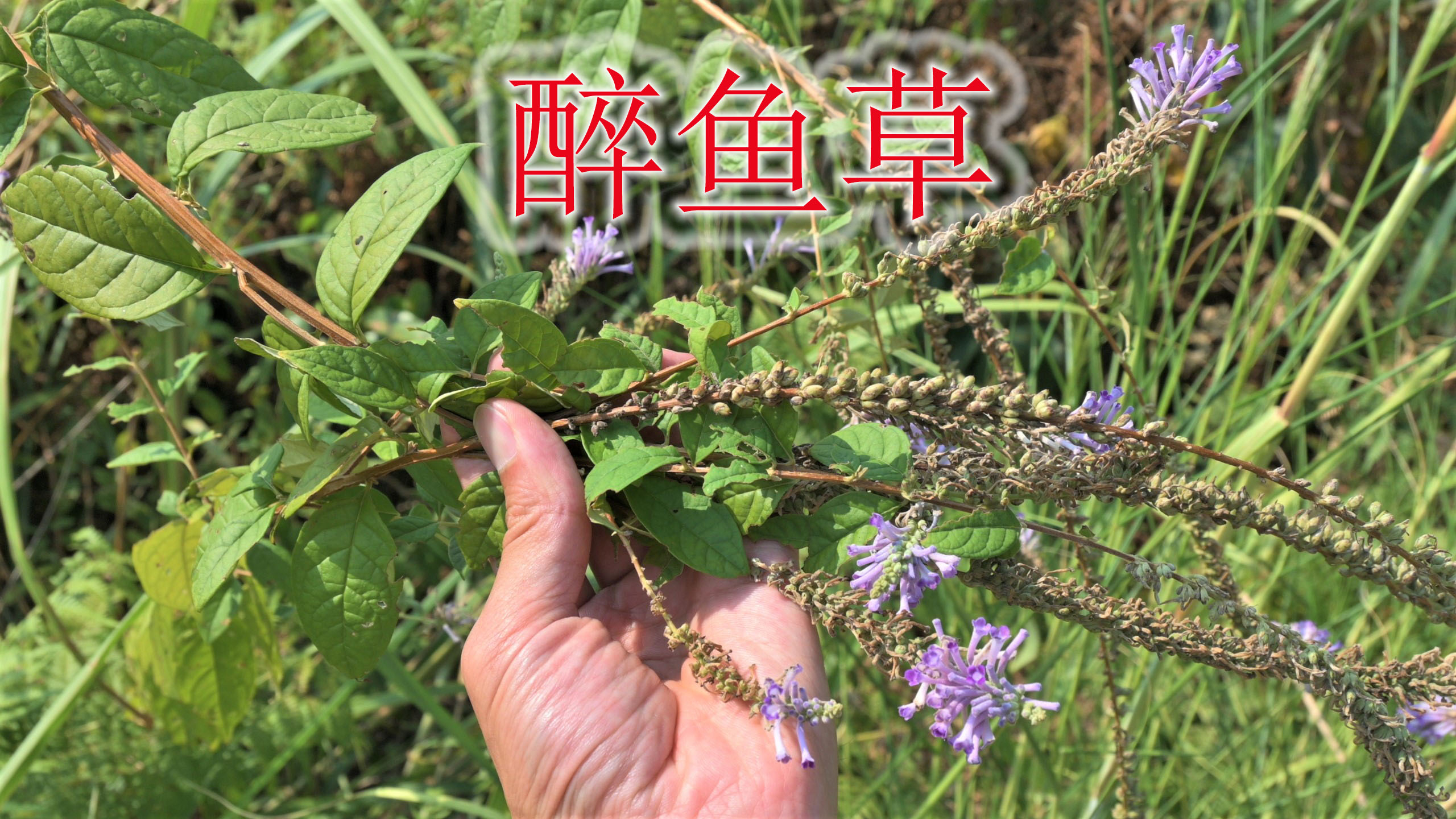 农村大名鼎鼎的醉鱼草,煮水又称“祛湿草”,常见植物妙用多