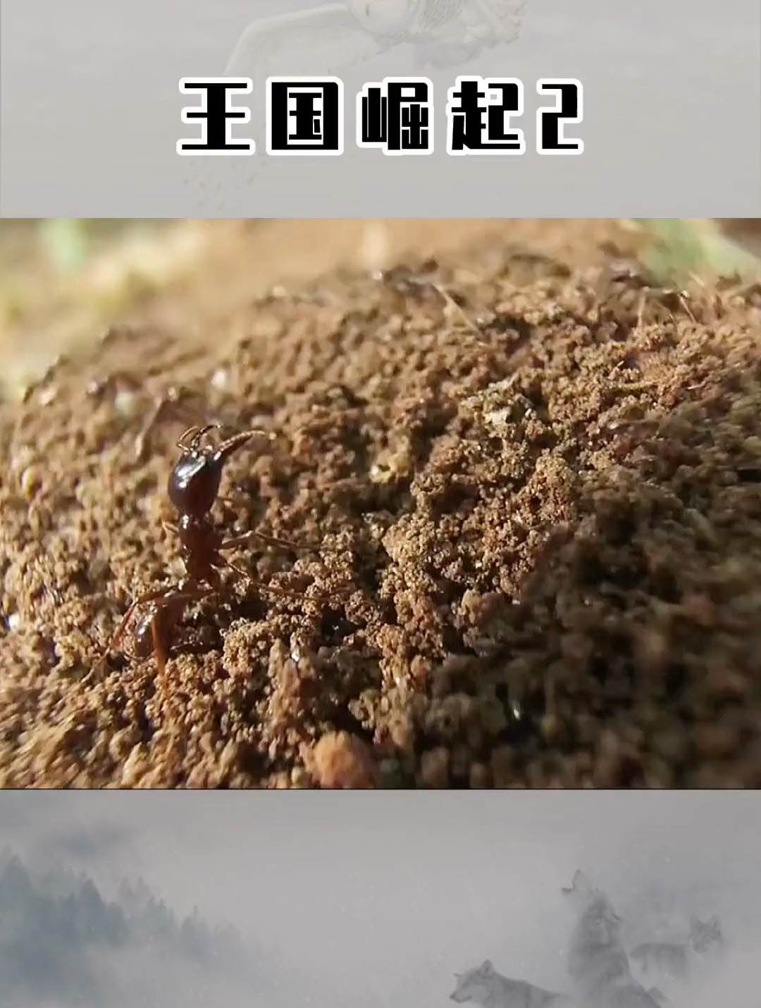 行军蚁 续集:行军蚁大战白蚁王国 神奇动物在抖音 动物世界-度小视