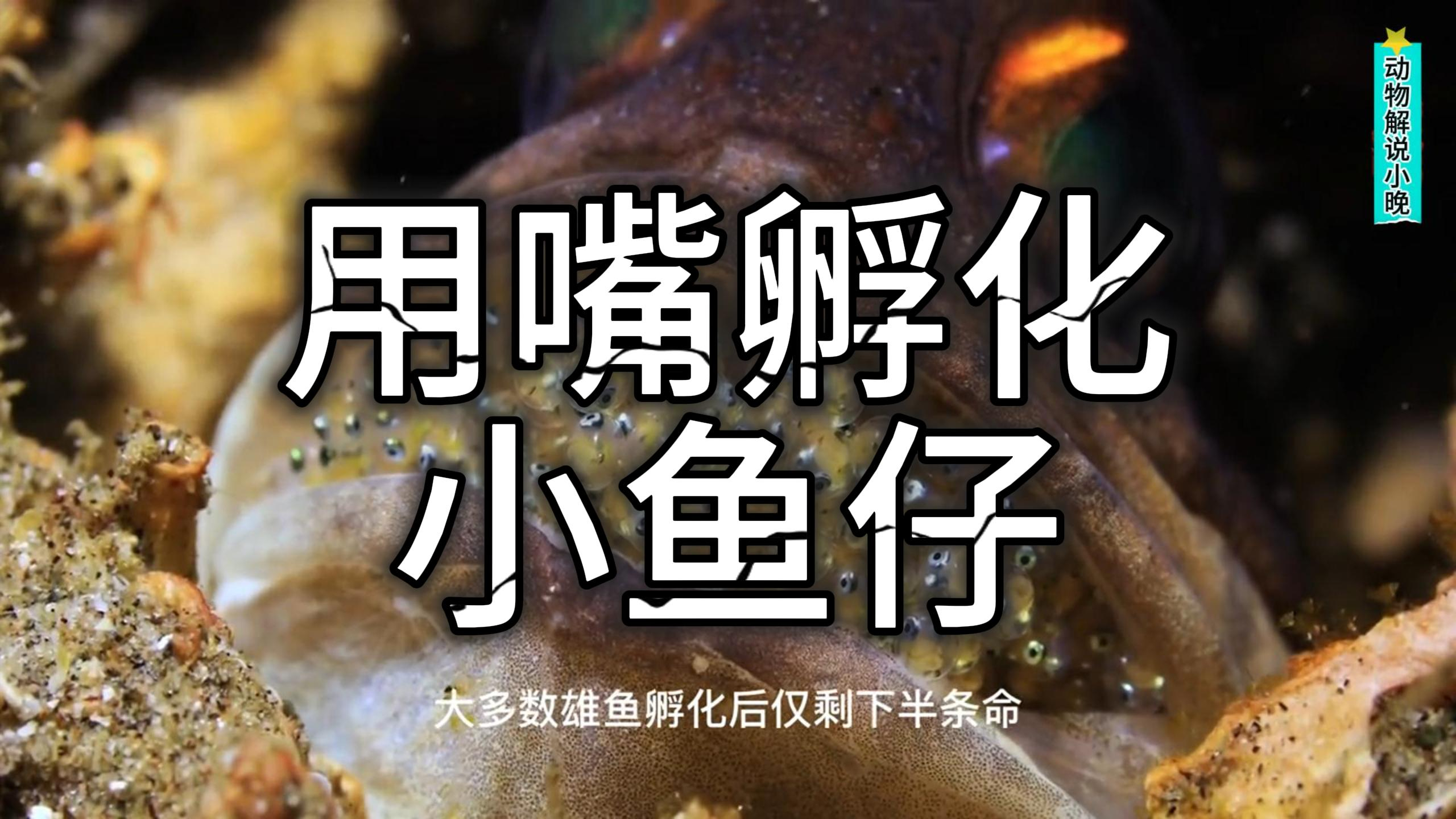 用嘴孵化孩子的鱼类你认识吗?高清记录过程,这样的父爱太伟大!