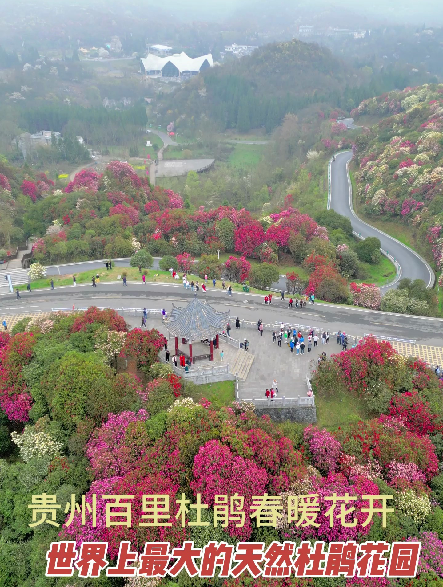 贵州百里杜鹃花开正当时