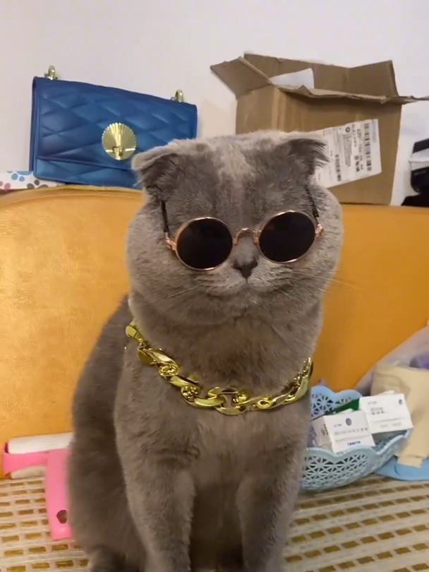 拜托,会戴眼镜的小猫咪超酷的