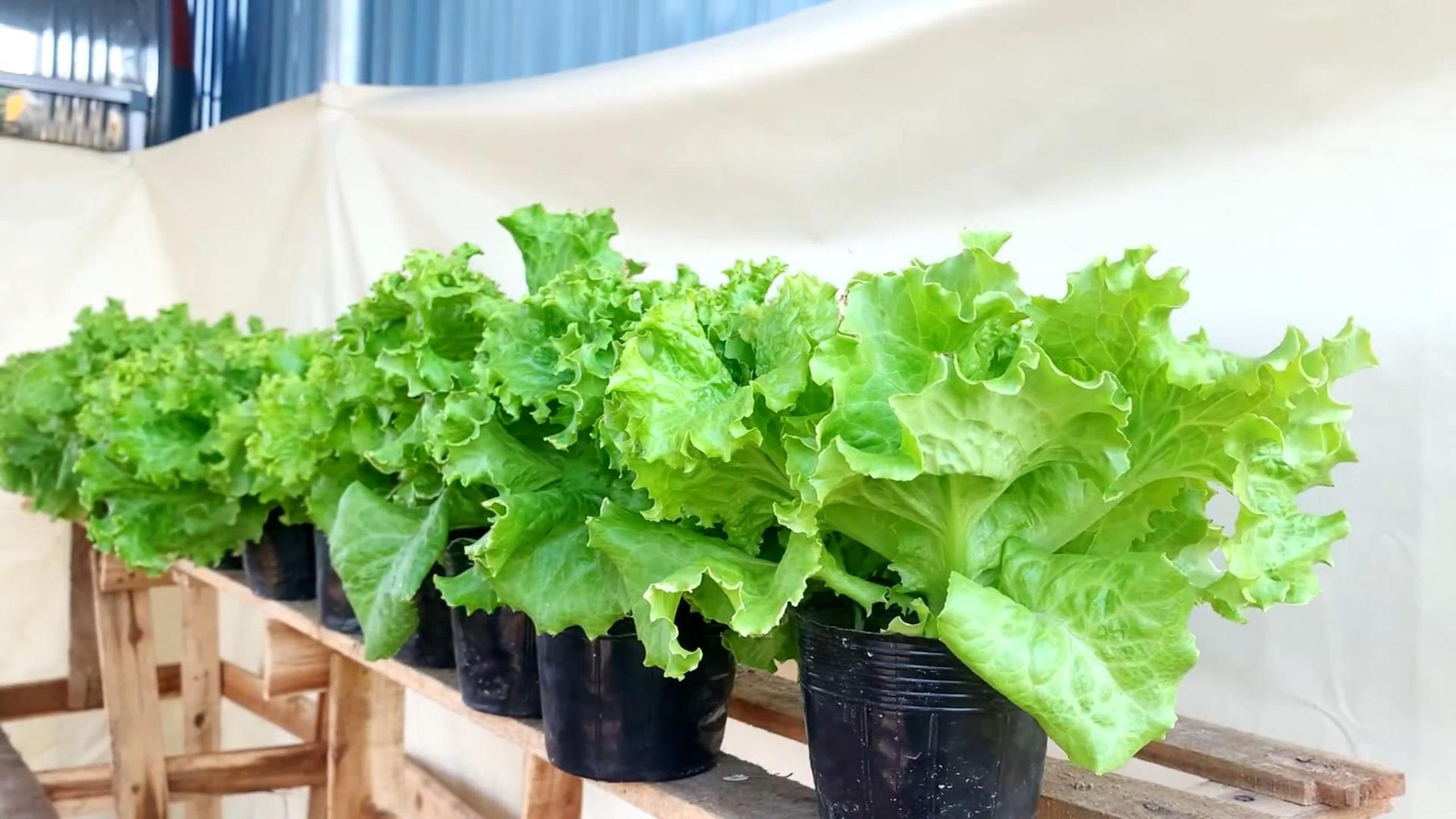 在家种生菜,教你1个小妙招,一颗照样能结一大筐既干净又卫生!