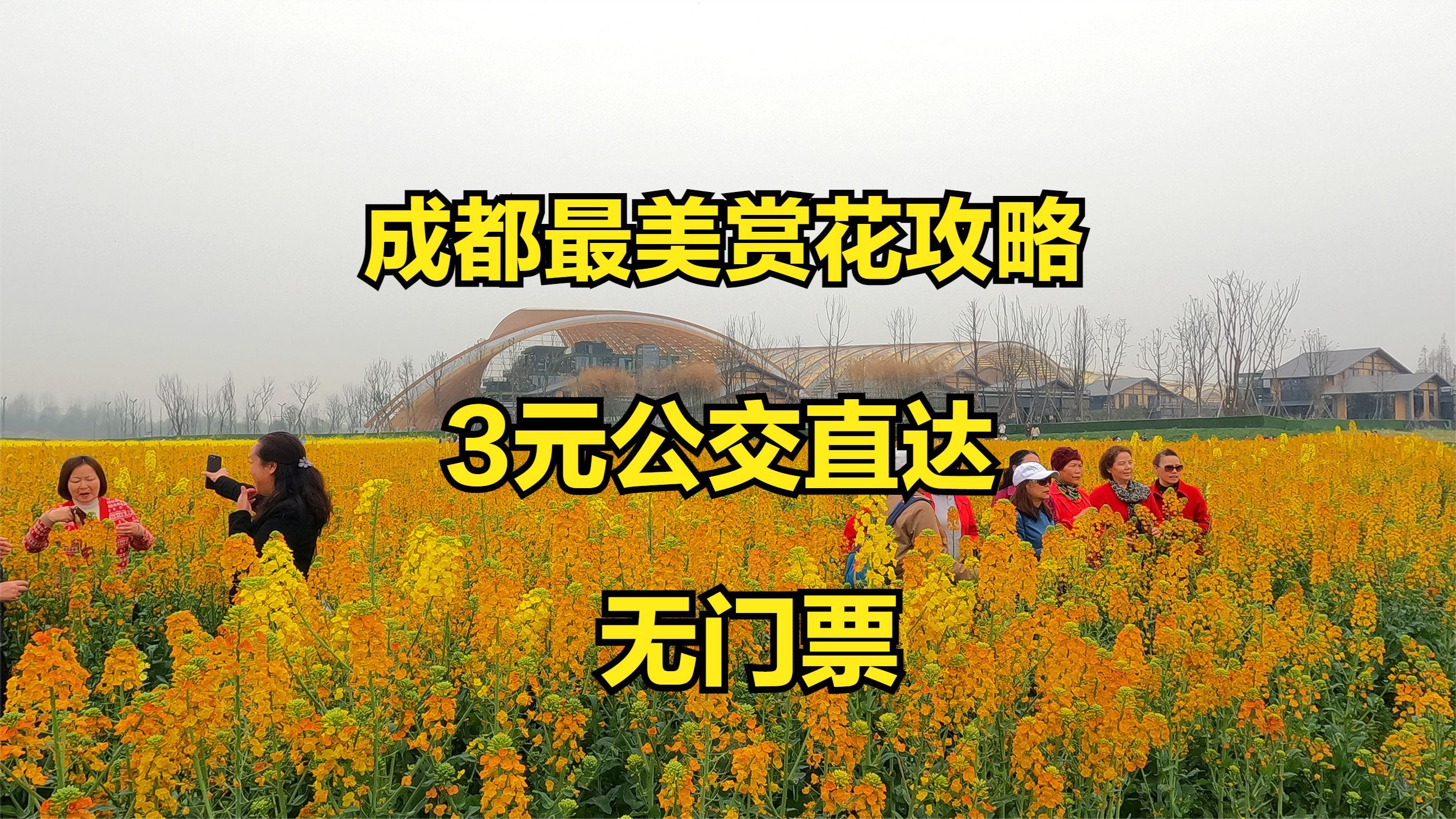 成都最美赏花之旅及攻略,3元公交直达,第一次看到4种油菜花太美