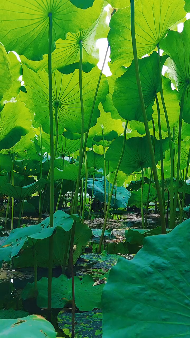 蛙鼓阵阵,蛙鸣声声,此起彼伏,遥相呼应,高潮迭起-度小视