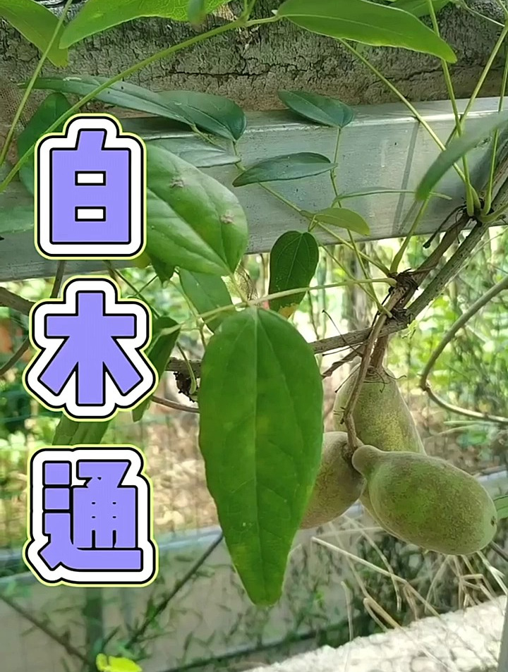 白木通,又叫八月瓜,你们那有吗