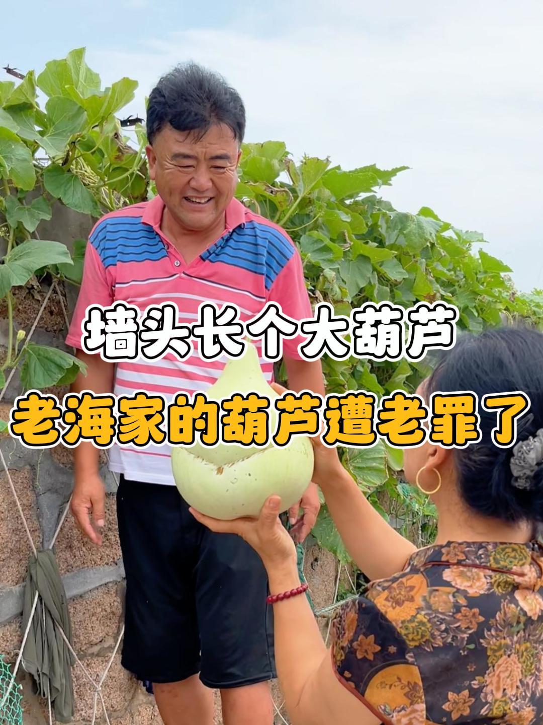 老海今天摘个自家小园种出的顽强大葫芦