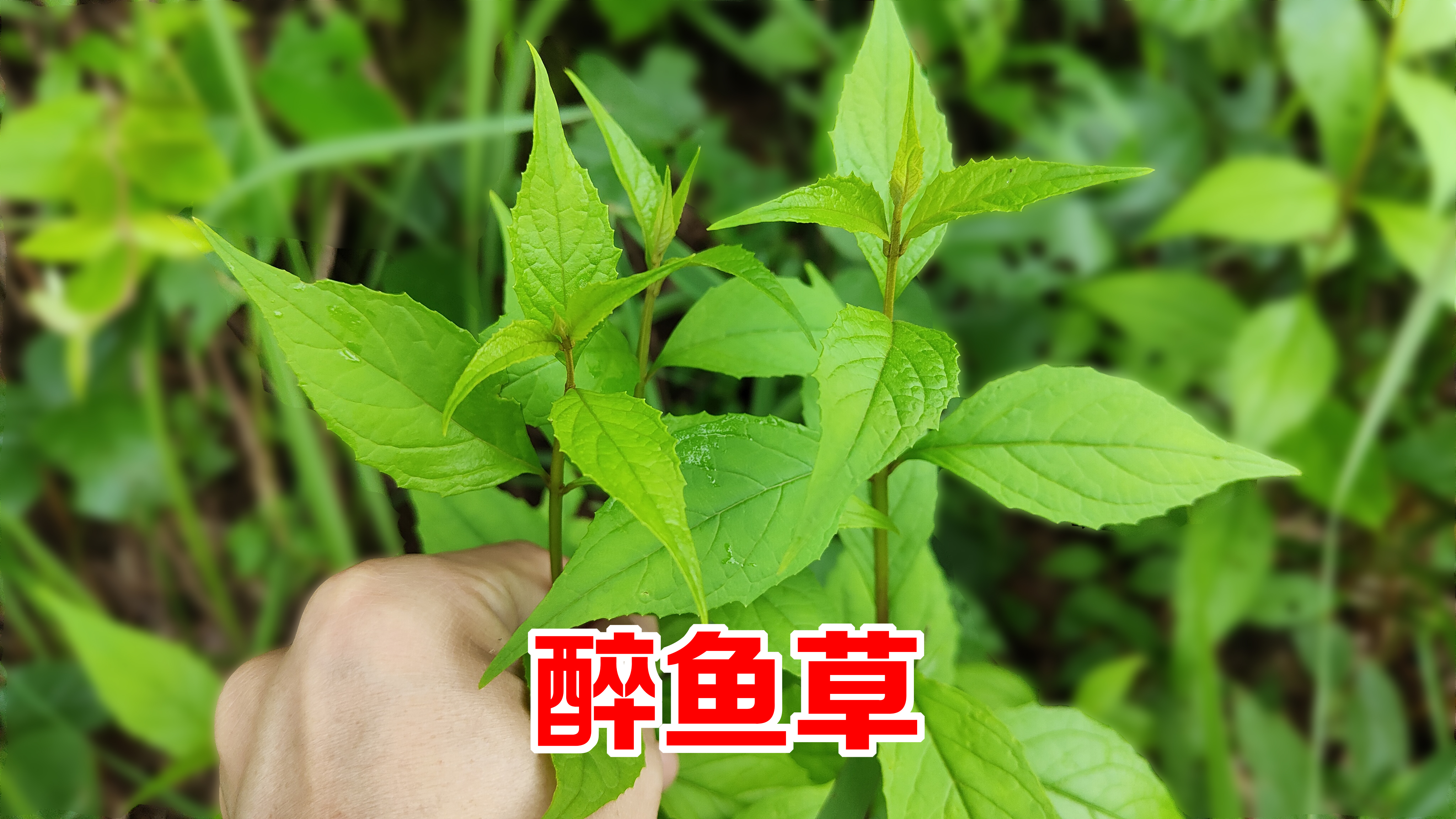 农村的“醉鱼草”能把鱼醉倒?号称抓鱼神器,比渔网还好用!
