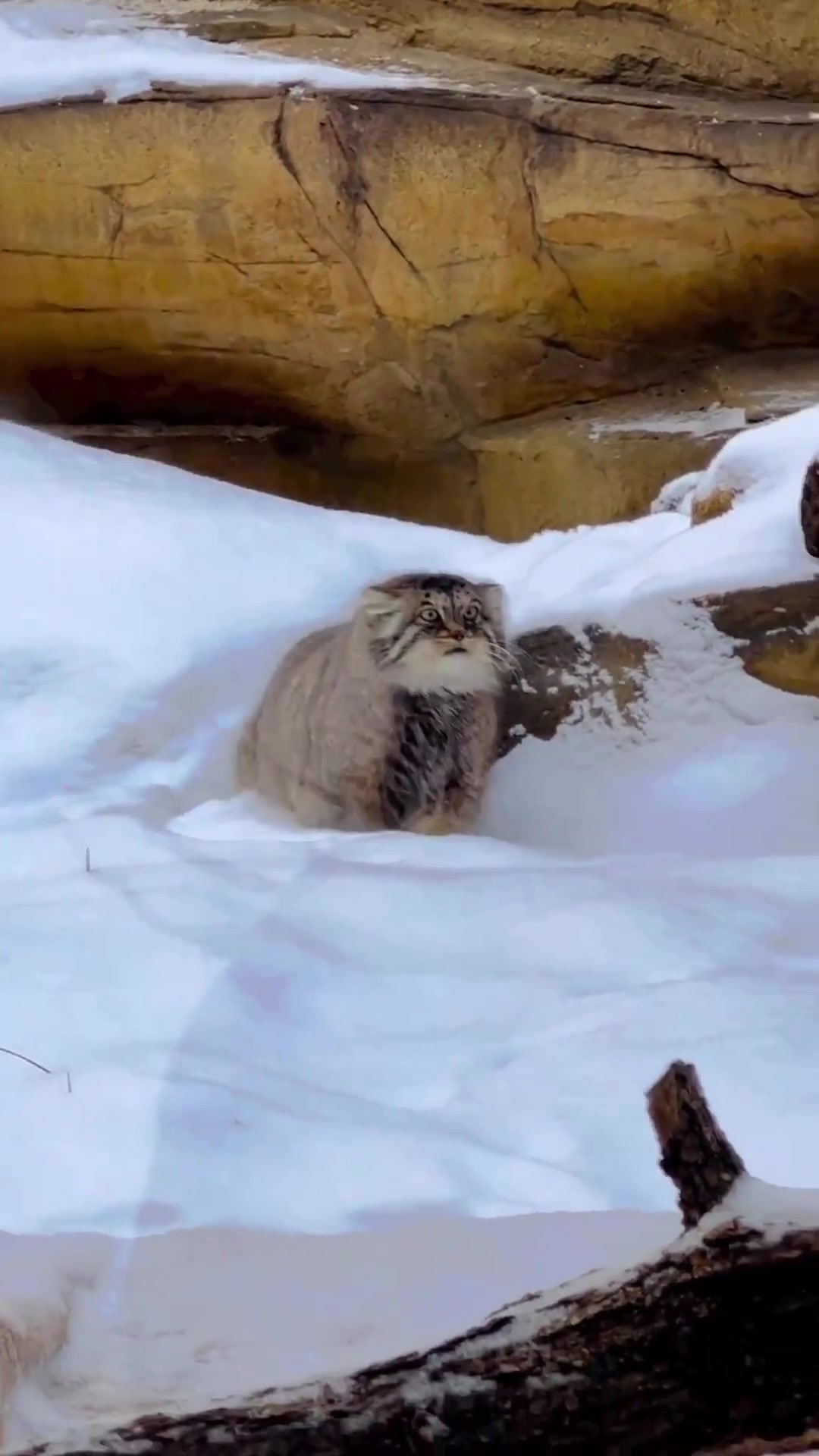 动作一帧一帧的兔狲,像是定格动画-度小视