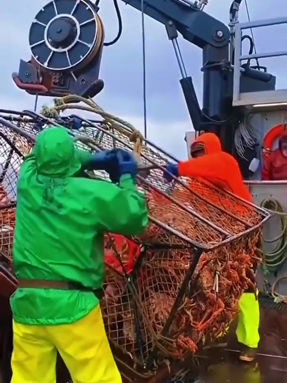 帝王蟹不要钱的往上捞,每只都在10斤以上!