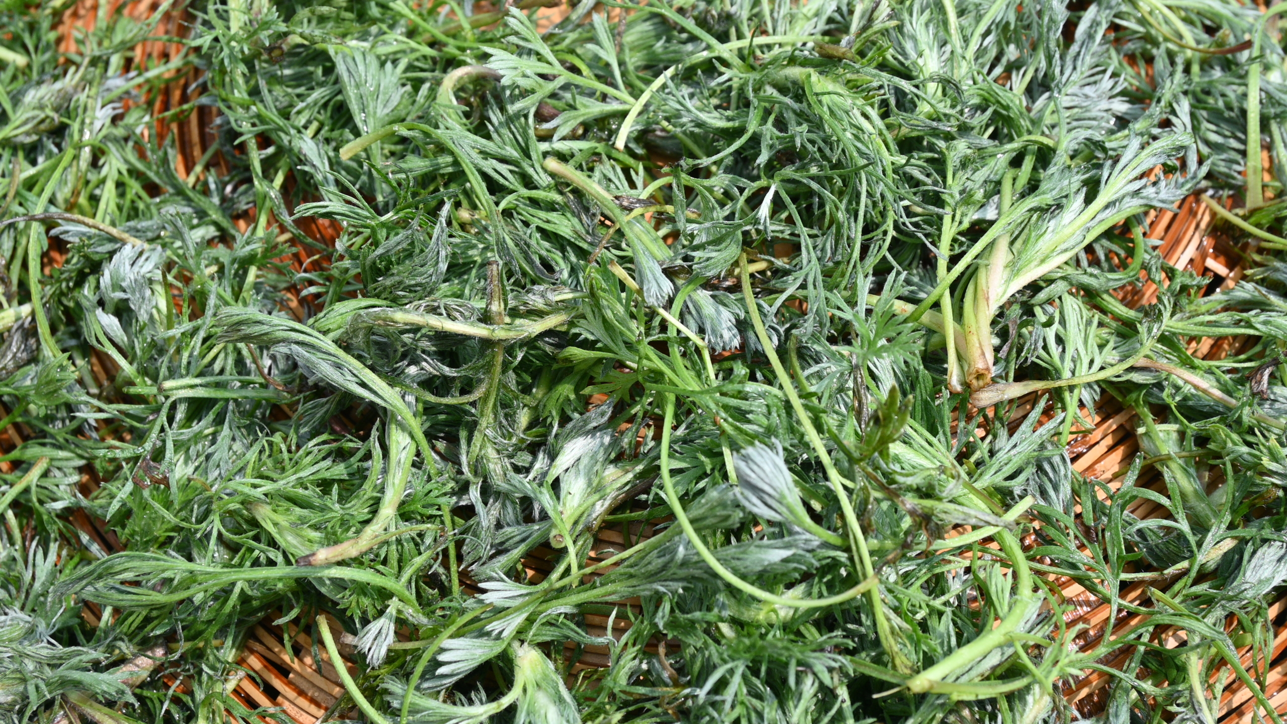 茵陈蒿有哪些价值?采挖一些晒干泡水喝,不懂它的人当成草
