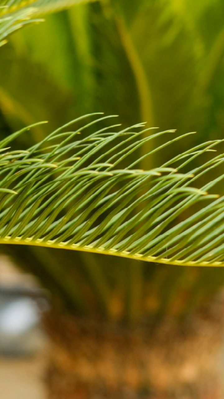 显微镜下的铁树叶横切面