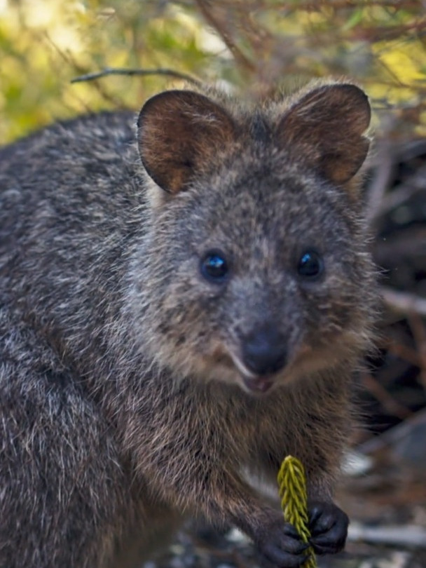世界上最快乐的动物短尾矮袋鼠