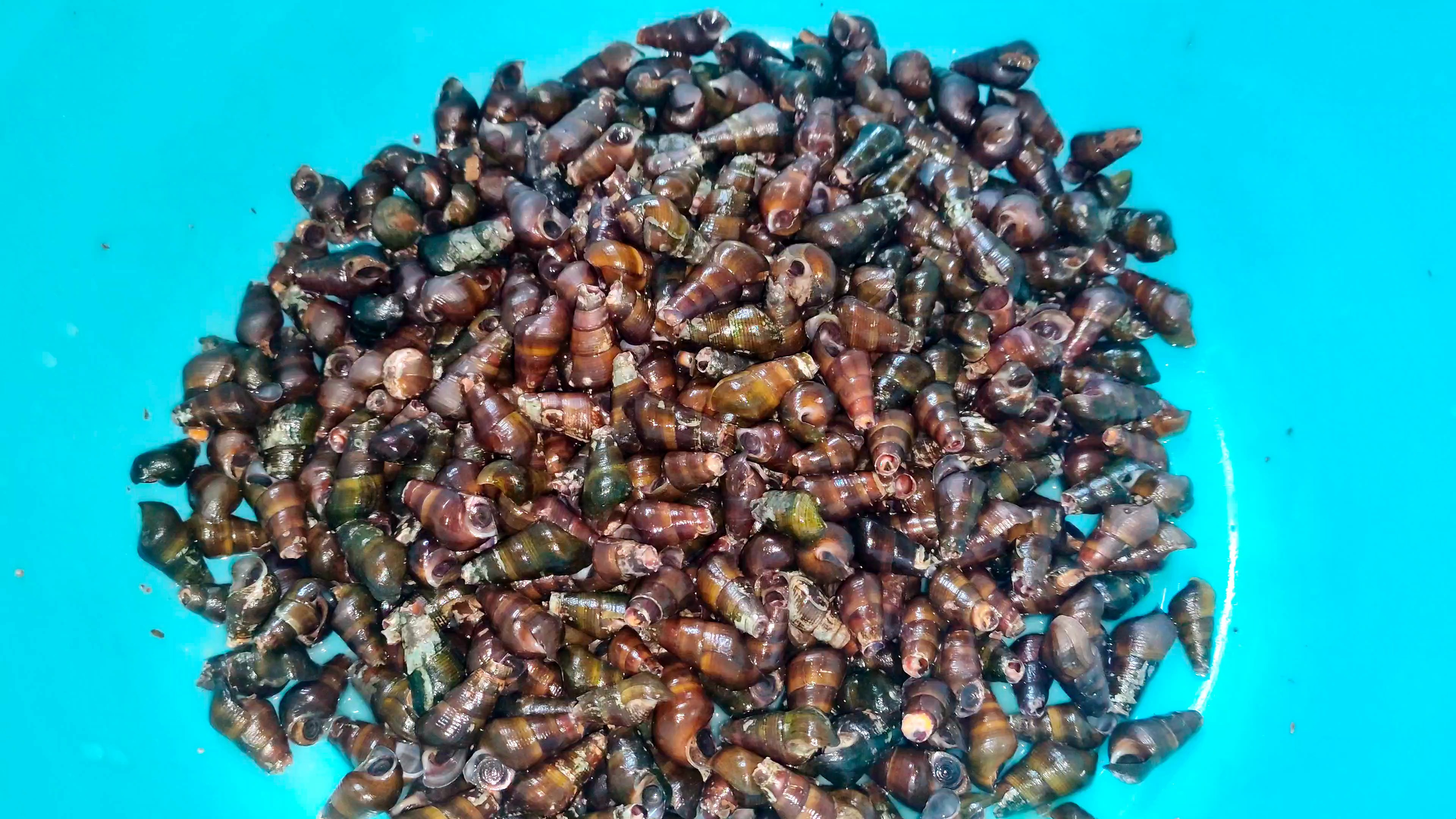 广西人都是怎么炒田螺的呢?这样炒出来的田螺根本嗦不停!