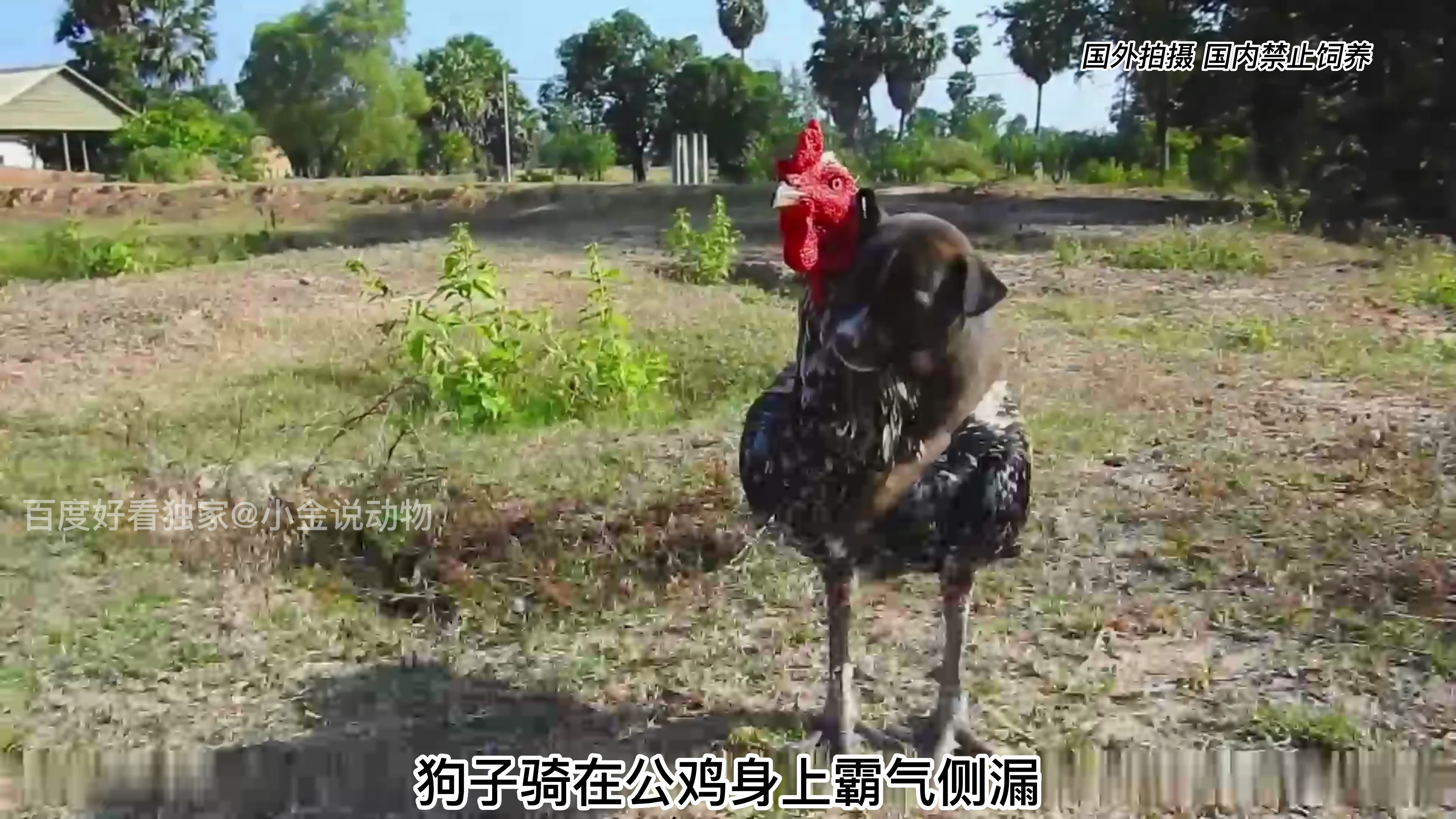 小猴子看见狗狗骑在公鸡身上威武霸气,它也想试一下