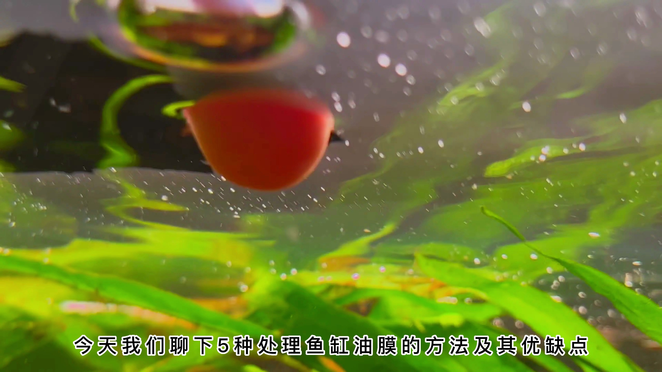 鱼缸油膜怎么产生的,鱼缸油膜5种简单的处理方法