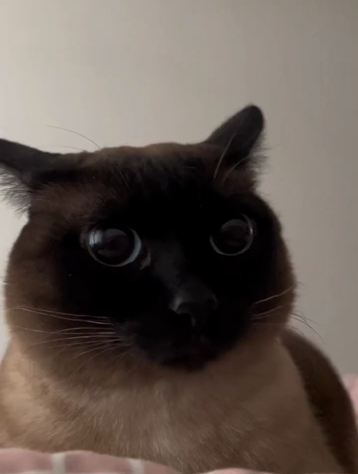 给小黑上一课,暹罗猫,心思全写在脸上的猫
