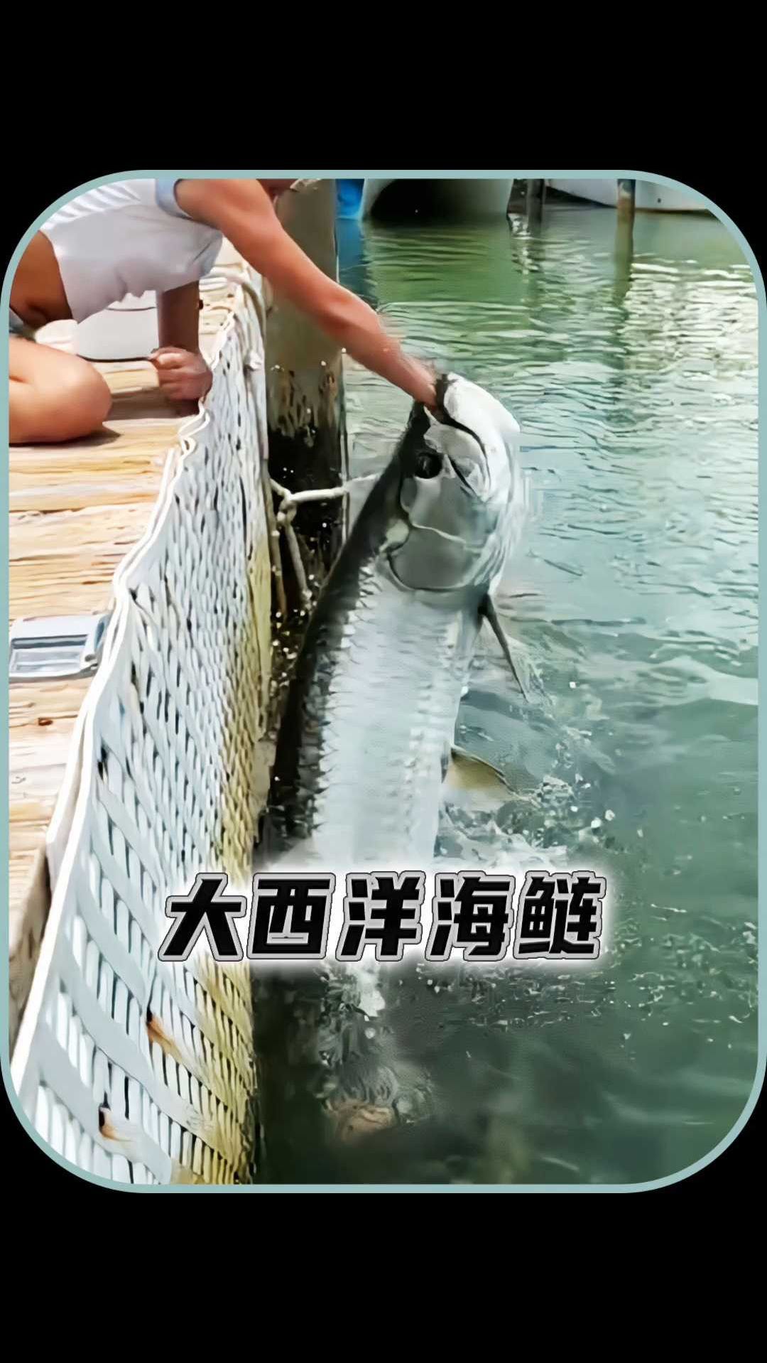 大海鲢多大图片