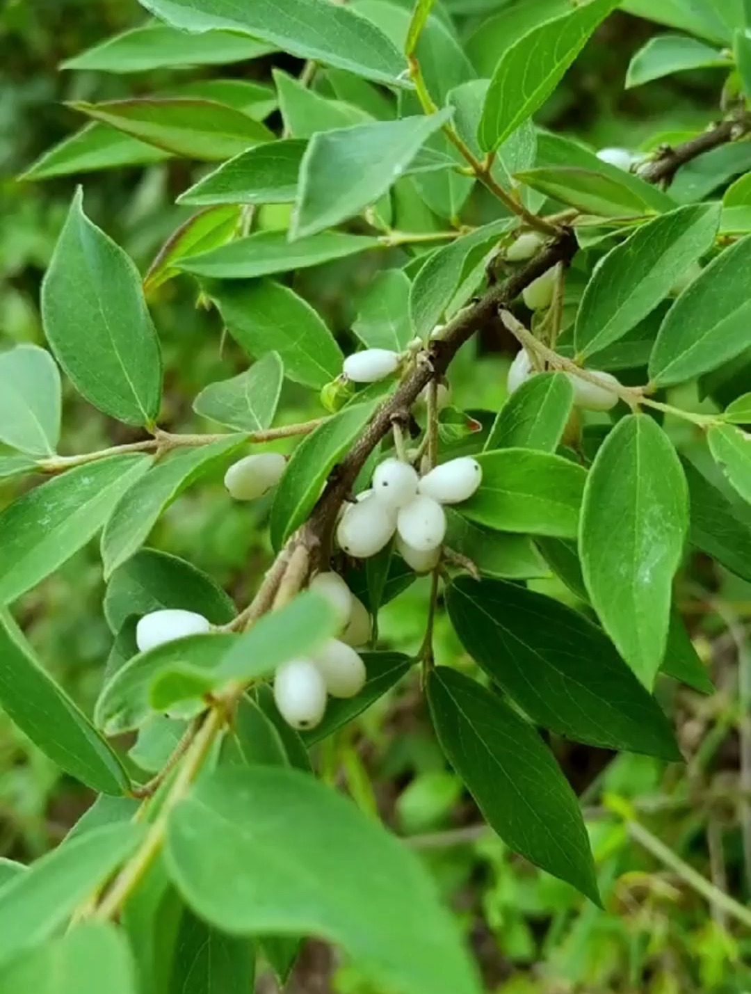 芫花,了哥王是同一种植物吗?