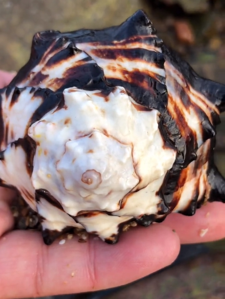 又是一个有些残次的象鼻法螺-度小视