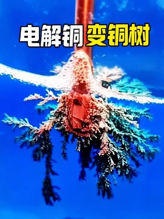 神奇的化学实验,电解铜变出了一棵精美绝伦的铜树