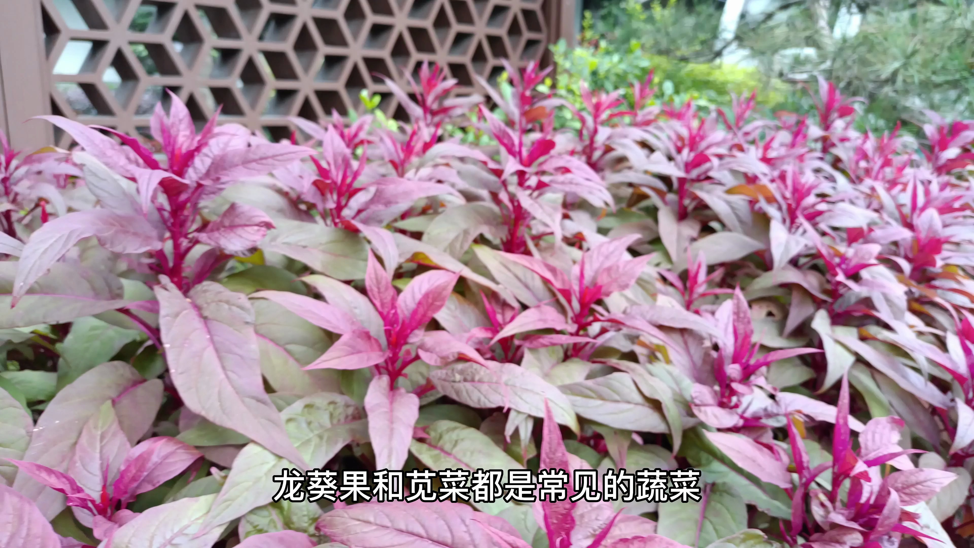龙葵果和苋菜的生存条件你知道多少?很多人拿来直接做饭吃!