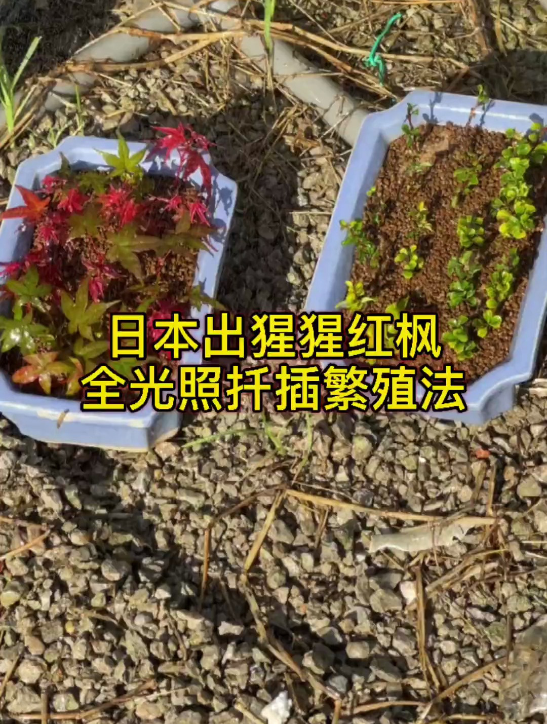 日本出猩猩红枫全光照扦插繁殖法.枫树扦插繁殖!